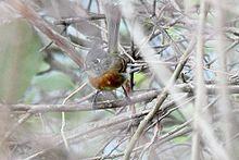 Belted Flycatcher (Xenotriccus callizonus) (5783239031).jpg