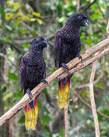 Black lory (Chalcopsitta atra), Gembira Loka Zoo, Yogyakarta 2015-03-15 03.jpg
