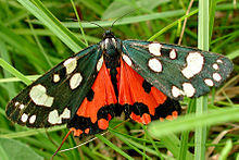 Callimorpha dominula BUND.jpg