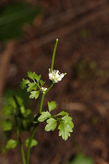 Cardamine oligosperma 6649.JPG