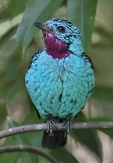 Cotinga cayana-20090124.jpg
