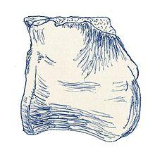 Dryptosauroides grandis.jpg