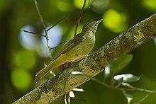 Grey-eyed Bulbul - Thailand S4E5759 (16864232868).jpg