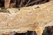 Irpex lacteus2.jpg