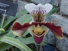 Paphiopedilum 2.jpg