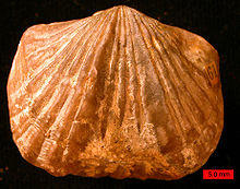 PlatystrophiaOrdovician.jpg