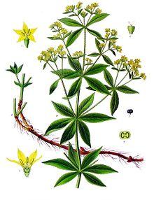 Rubia tinctorum - Köhler–s Medizinal-Pflanzen-123.jpg