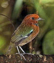 Rufous-headed ground-roller (Atelornis crossleyi).jpg