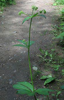 Sanicula marilandica RF.jpg