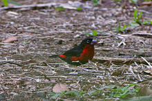 Western Bluebill (Spermophaga haematina).jpg