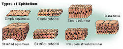 Illu epithelium.jpg
