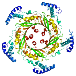Protein GCH1 PDB 1fb1.png