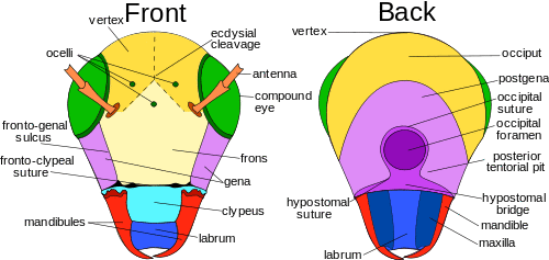 Hypostomal bridge in insect diagram.svg