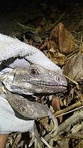 Ctenosaura oaxacana - head.jpg