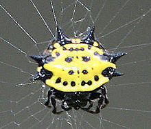 Crablike Spiny Orb Weaver.jpg