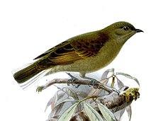 IndicatorEminiKeulemans, crop.jpg