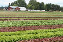 Field of lettuce and other vegetables at Mustard Seed Farms, an organic CSA in Oregon