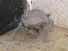 Tadarida Teniotis263.JPG