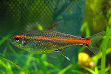 Tetra Glowlight cropped.jpg