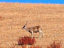 Tibetan red deer.jpg