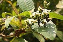 Voacanga Africana 06.jpg