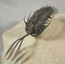 Walliserops trifurcatus.JPG