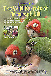 WildParrots.jpg