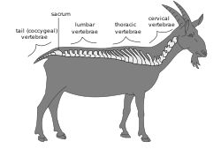 Anatomy and physiology of animals Regions of a vertebral column.svg