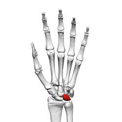 Lunate bone (left hand) 01 palmar view.png