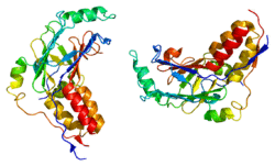 Protein SMAD2 PDB 1dev.png