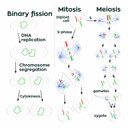 drawing of showing the processes of binary fission, mitosis, and meiosis