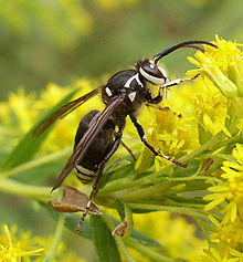 2919baldf.w.jpg