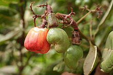 Anacardium occidentale MS 4693.JPG