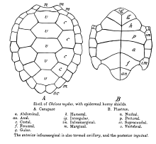 Drawing of turtle carapace and plastron showing respectively, vertebral, costal, marginal, and supracaudal and intergular, gular, pectoral, abdominal, humeral, femoral, anal, axillary (anterior inframarginal), and inguinal (posterior inframarginal) shields