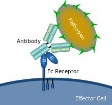 Fc receptor schematic.svg