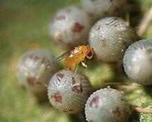 Female of Trichogramma dendrolimi on egg of armyworm (Noctuidae), photo was taken by Dr Victor Fursov.jpg
