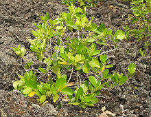 Griselinia lucida growing on scoria on Rangitoto Island.jpg