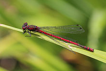 Large red damselfly (Pyrrhosoma nymphula) male Dry Sandford.jpg