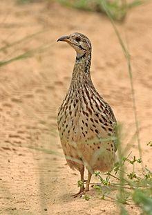 Orange River francolin, Scleroptila levaillantoides, at Khama Rhino Sanctuary, Botswana (32117354732).jpg