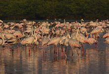 Pink visitors - Flamingos in Mumbai.jpg