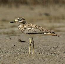 Senegal Thick-knee - Gambia (32528240471), crop.jpg