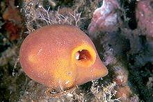 Suberites domuncula.jpg