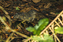 White-crested Tiger-Heron - Ankasa - Ghana 14 S4E2068 (16010535898).jpg