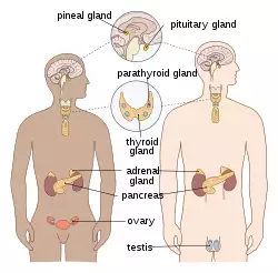 Endocrine English.svg