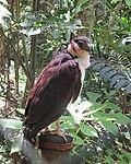 Micrastur semitorquatus - Flickr - Dick Culbert.jpg