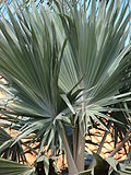 Starr 070221-4777 Latania loddigesii.jpg