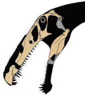 Skull bones from Irritator and Angaturama plotted onto a silhouette of the head, by paleontologist Jaime A. Headden