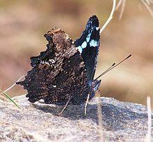 Blue admiral (2).JPG