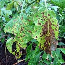 Cercospora Melonganae.jpg