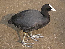 Fulica atra, Blässhuhn am Adenauer-Weiher.jpg